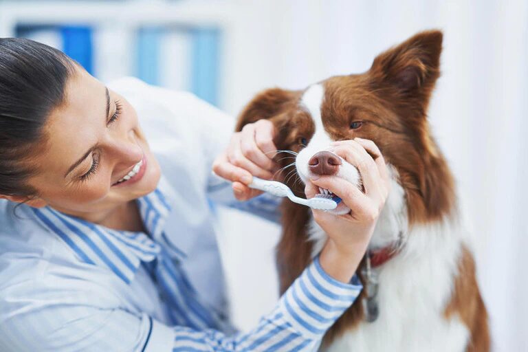 Veterinarios En Aguas Buenas