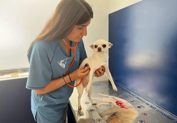 Veterinarios En Arroyo