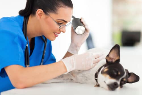 Veterinarios En Cidra