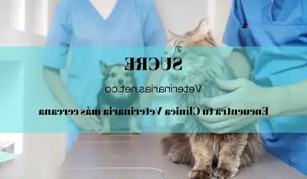 Veterinarios En Corozal