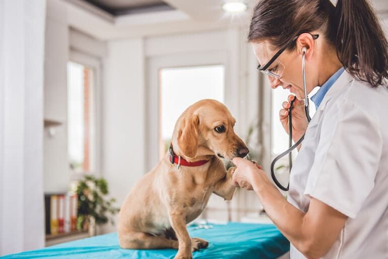 Veterinarios En Florida