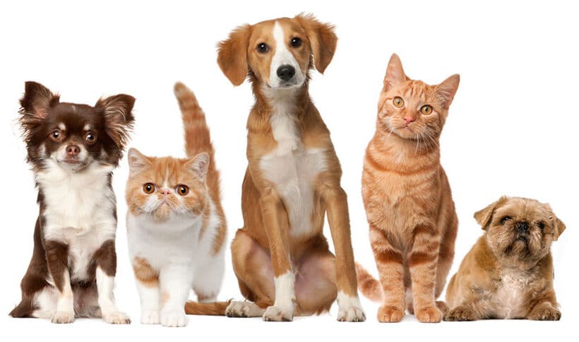 Veterinarios En Guayama