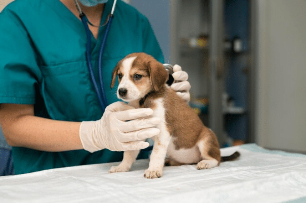 Veterinarios En Las Marías