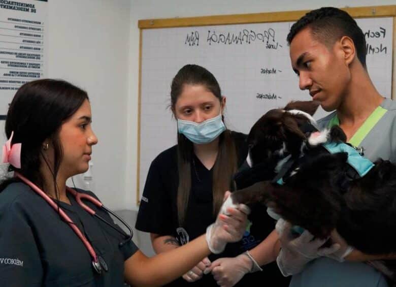Veterinarios En Moca