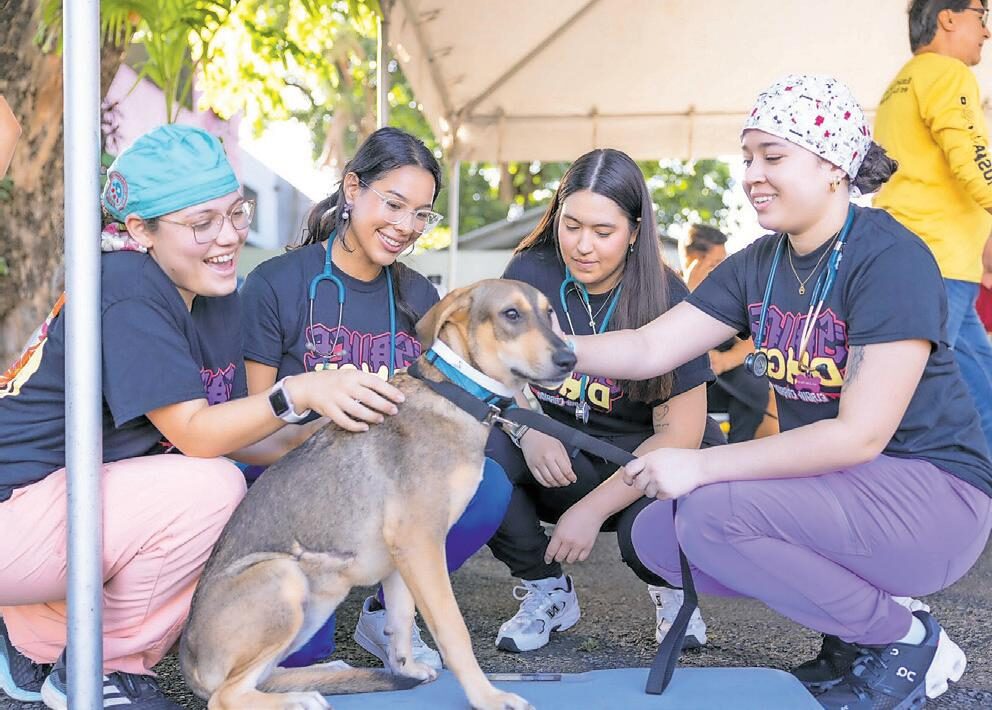 Veterinarios En Morovis