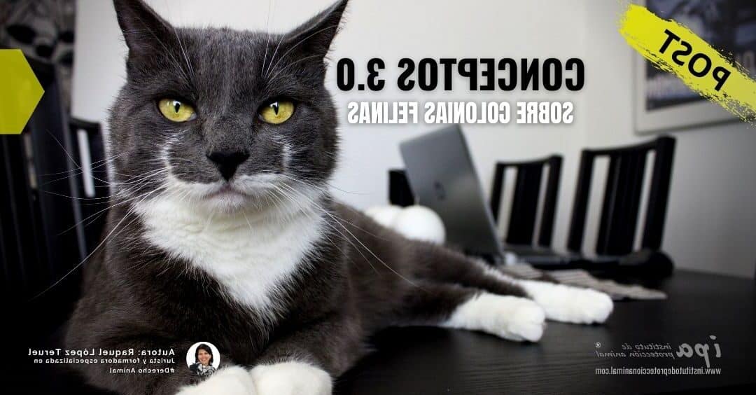 Veterinarios En Naranjito