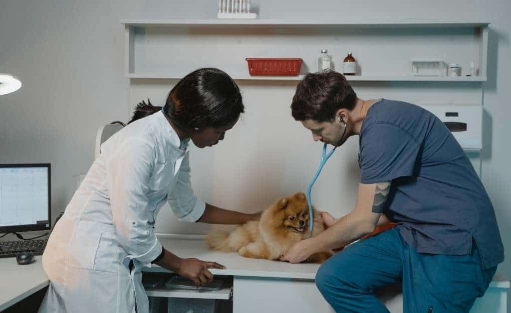 Veterinarios En Patillas