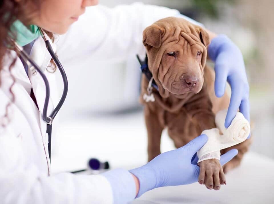 Veterinarios En Rincón