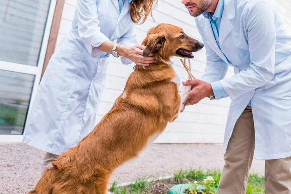 Veterinarios En San Juan