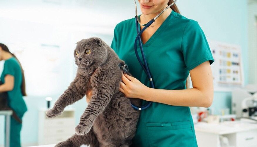 Veterinarios En San Sebastián