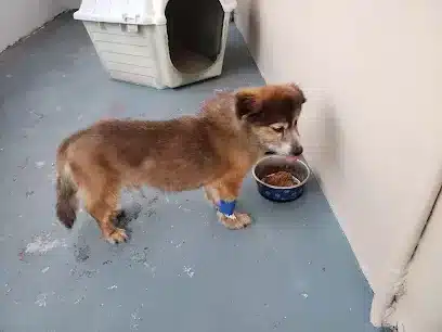 Veterinarios En Toa Baja