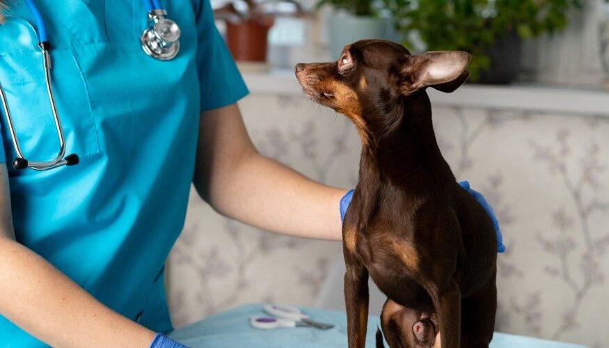 Veterinarios En Villalba
