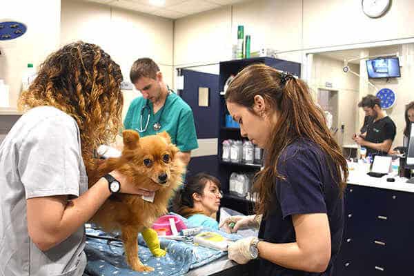 Vveterinarios En Barceloneta