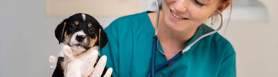 veterinarios en puerto rico cerca de mi